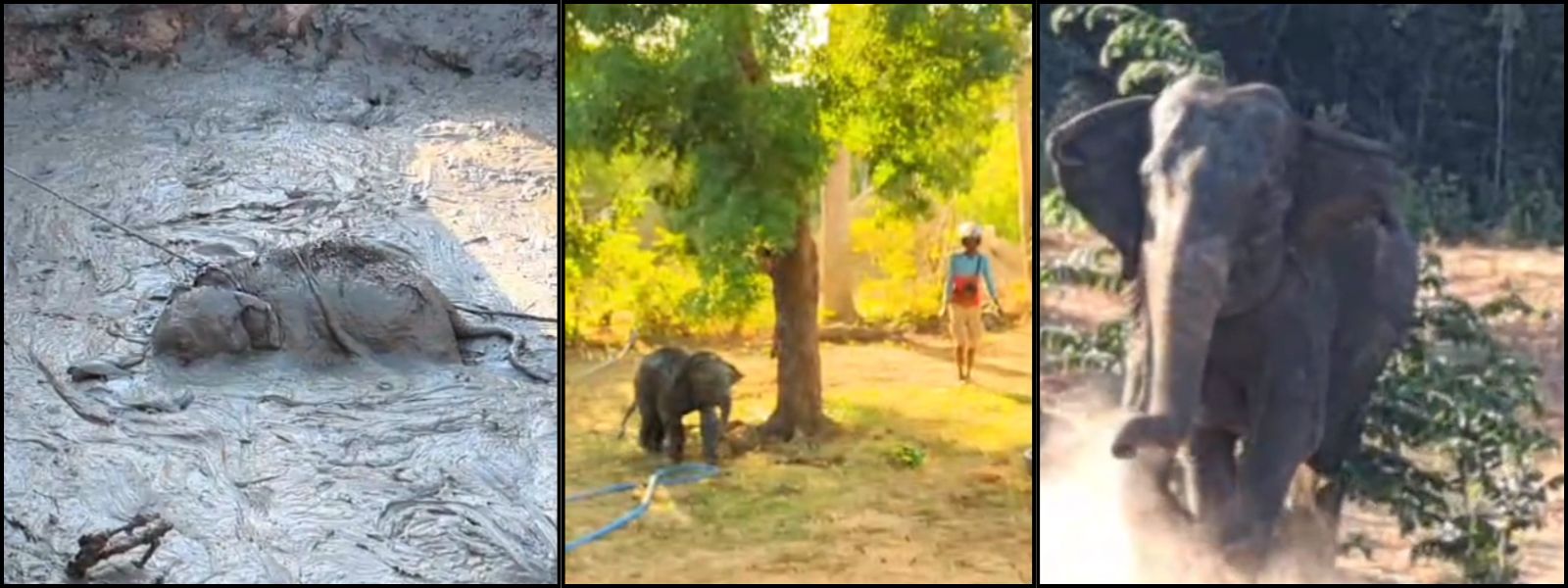 Trapped in Mud, Reunited With Mother